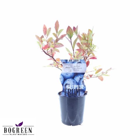 Vaccinium corymbosum 'Bluecrop'