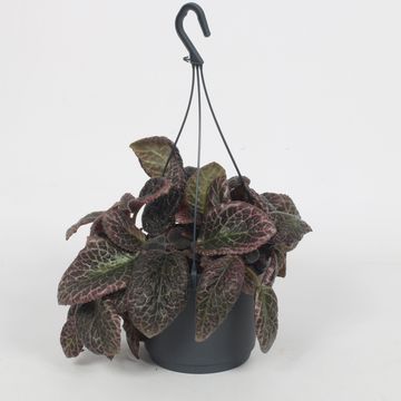 Episcia 'Red Crocodile'