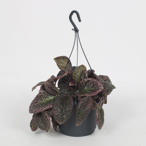 Episcia 'Red Crocodile'