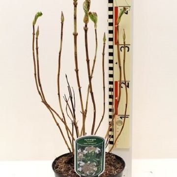 Hydrangea macrophylla 'Tricolor'