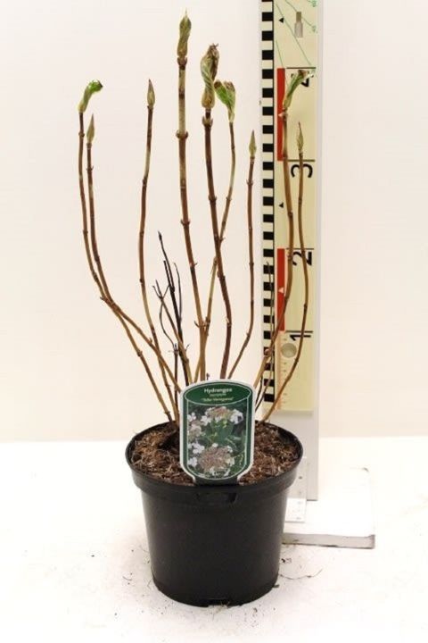Hydrangea macrophylla 'Tricolor'