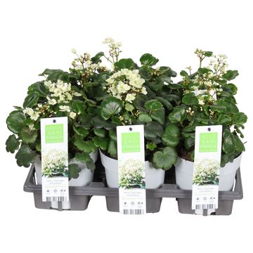 Saxifraga cortusifolia DANCING PIXIES TRACIE