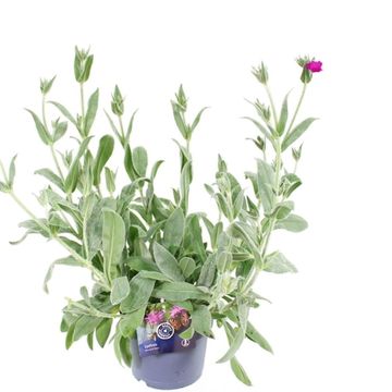 Lychnis 'Hill Grounds'