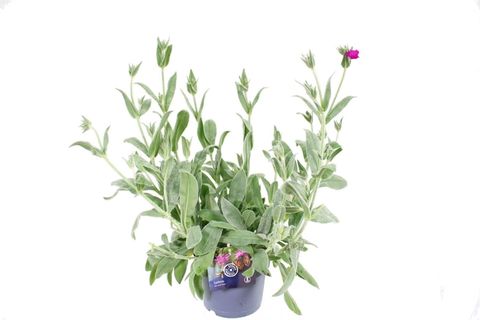 Lychnis 'Hill Grounds'