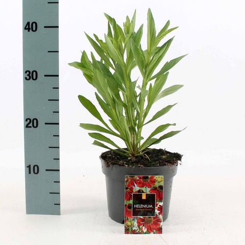 Helenium 'Moerheim Beauty'