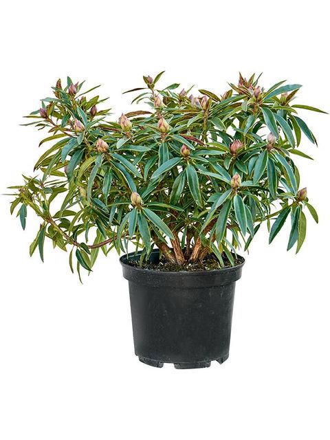 Rhododendron 'Graziella'