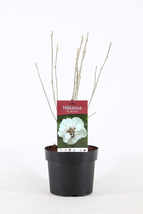 Hibiscus syriacus 'Speciosus'