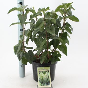 Syringa vulgaris 'Primrose'