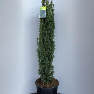 Taxus baccata 'Fastigiata Robusta'