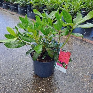 Rhododendron 'Нова Зембла'