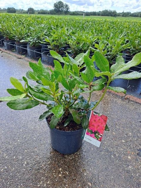 Rhododendron 'Nova Zembla'