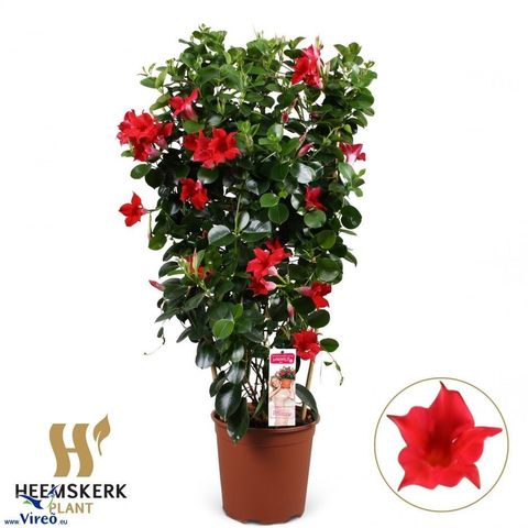 Mandevilla DIAMANTINA TOPAZE VERMILLION