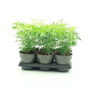 Choisya WHITE DAZZLER