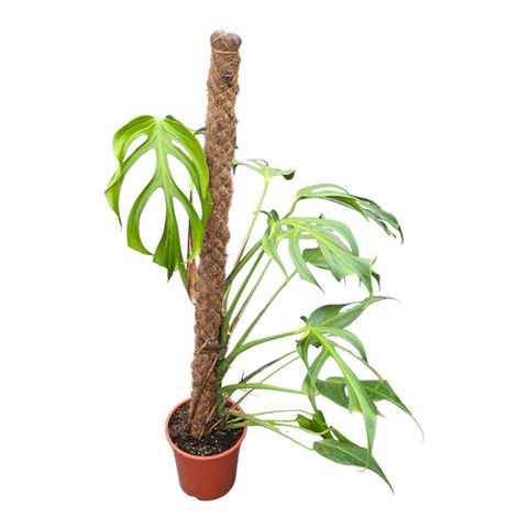 Monstera 'Burle Marx Flame'