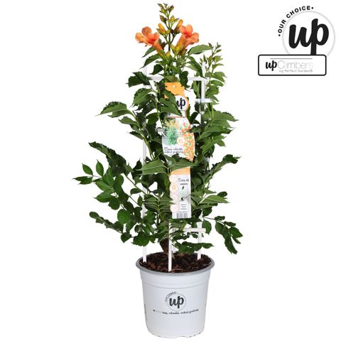 Campsis x tagliabuana 'Summer in Orange'