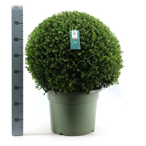 Ilex crenata