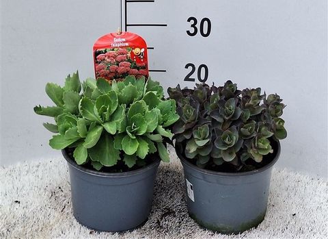 Sedum spectabile MIX