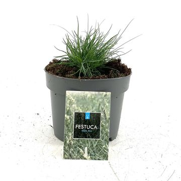 Festuca glauca 'Elijah Blue'