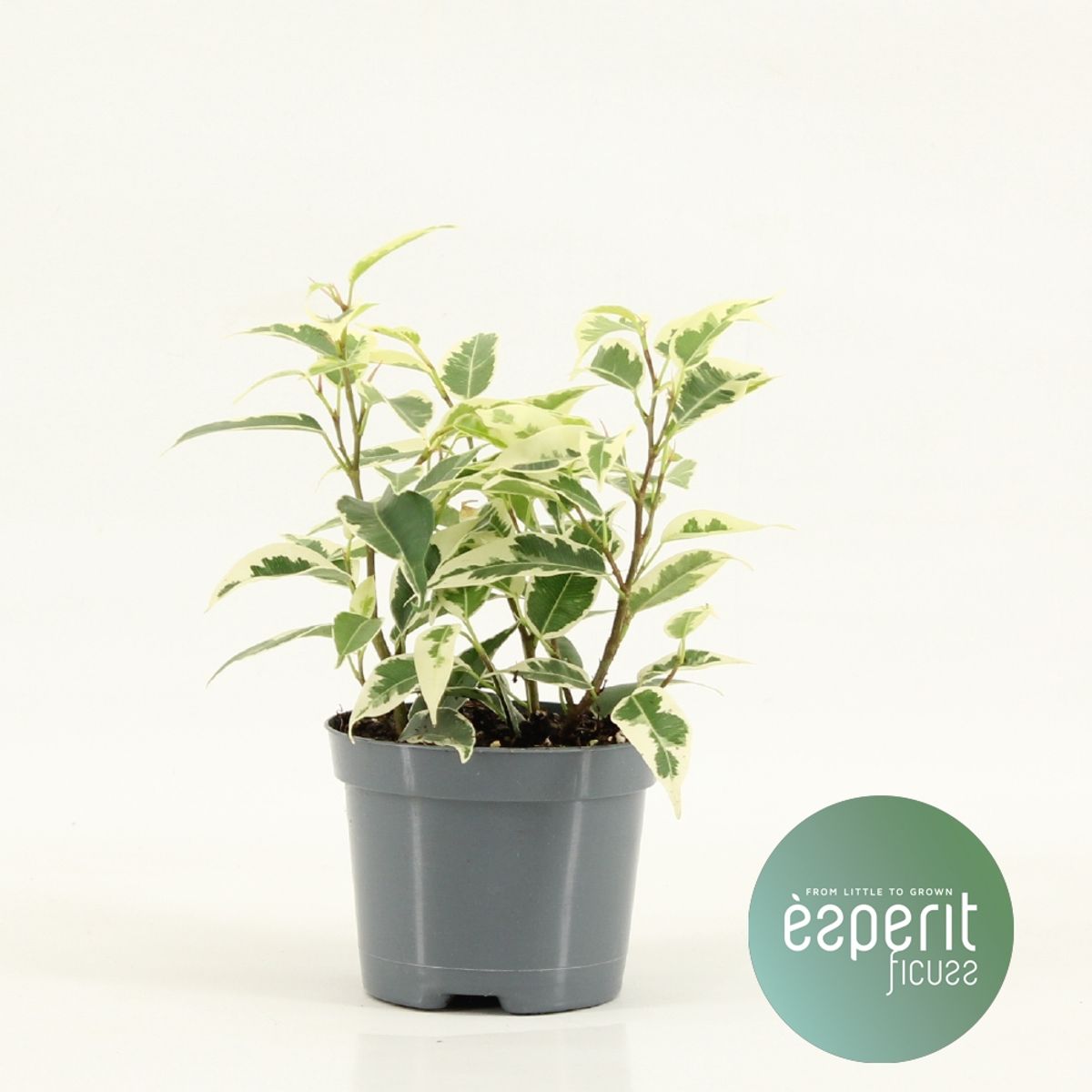 Ficus benjamina 'Petite Samantha' — Plant Wholesale FlorAccess