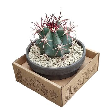 Ferocactus emoryi