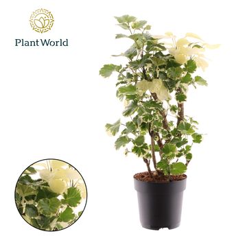 Polyscias balfouriana