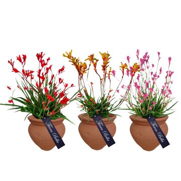 Anigozanthos MIX