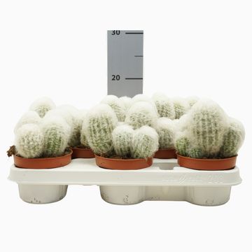 Espostoa melanostele