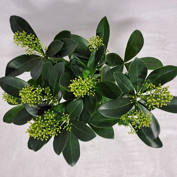 Skimmia japonica 'Finchy'