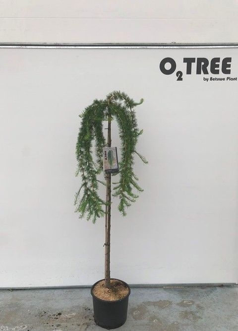 Larix decidua 'Puli'