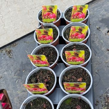 Dicentra spectabilis MIX