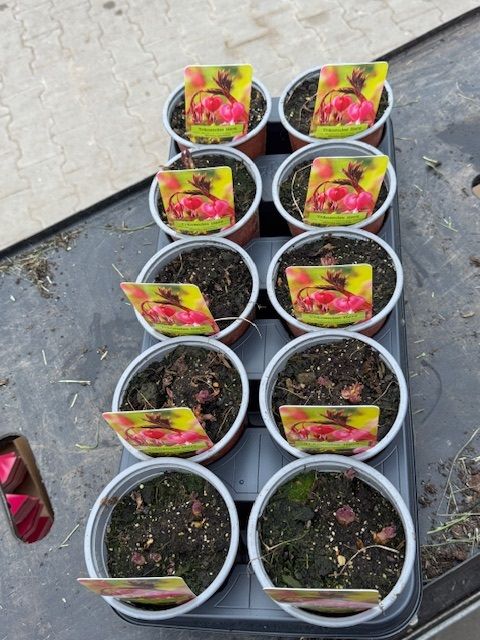 Dicentra spectabilis MIX