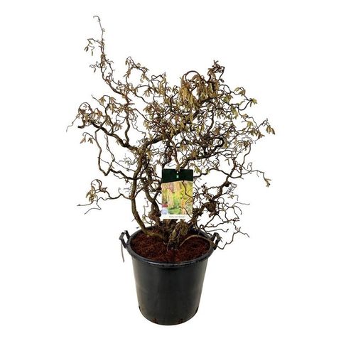 Corylus avellana 'Contorta'