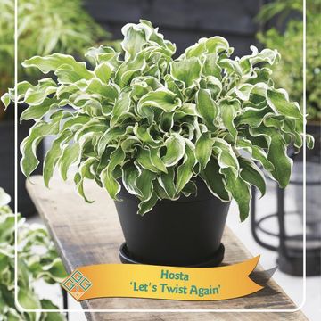 Hosta 'Let's Twist Again'