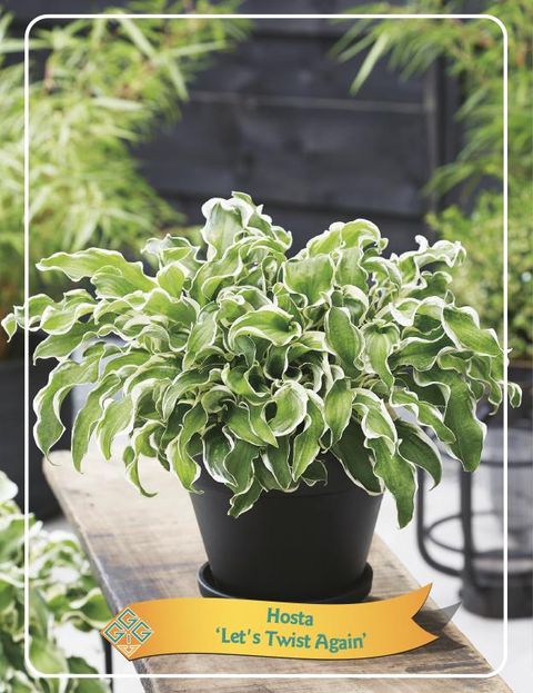 Hosta 'Let's Twist Again'