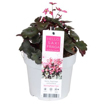 Saxifraga cortusifolia DANCING PIXIES TONI