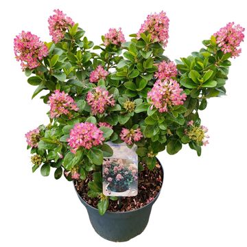 Escallonia laevis PINK ELLE