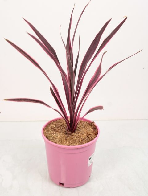 Cordyline australis PINK PASSION