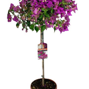 Bougainvillea glabra 'Sanderiana'