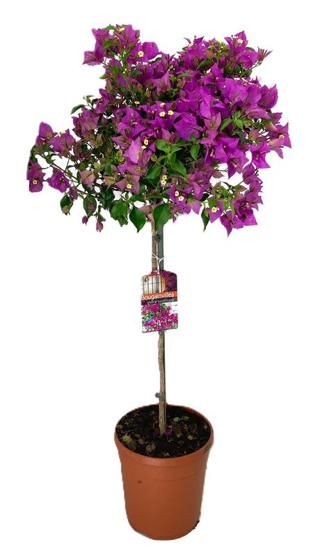 Bougainvillea glabra 'Sanderiana'