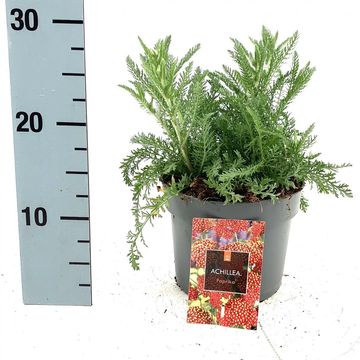 Achillea millefolium 'Paprika'