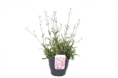 Lychnis flos-cuculi JENNY