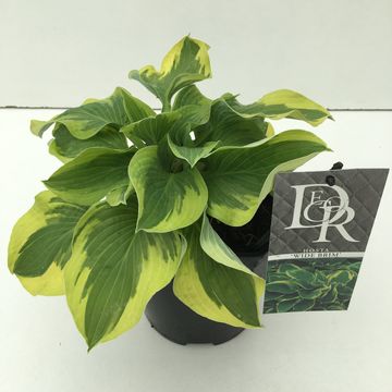 Hosta 'Wide Brim'