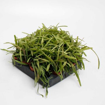 Lepismium bolivianum