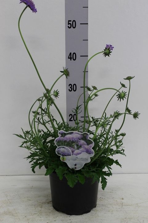 Scabiosa columbaria 'Butterfly Blue'