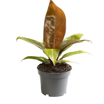 Philodendron 'Prince of Orange'