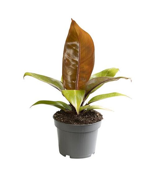 Philodendron 'Prince of Orange'