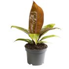 Philodendron 'Prince of Orange'