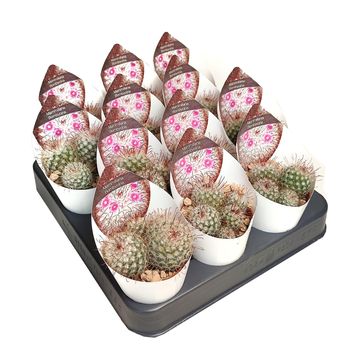 Mammillaria bombycina