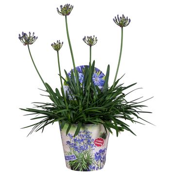 Agapanthus SUMMER LOVE BLUE