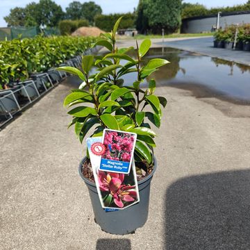Magnolia figo 'Stellar Ruby'